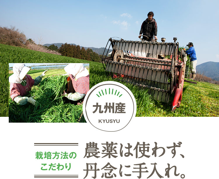 九州産 栽培方法のこだわり 農薬は使わず、丹念に手入れ。